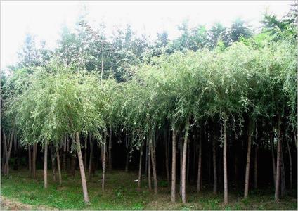 博野天氣預(yù)報(bào)10天查詢