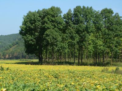饒陽天氣預(yù)報10天查詢