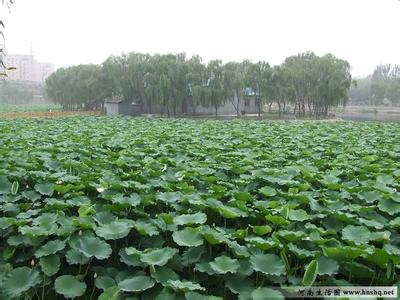 新鄭天氣預報10天查詢