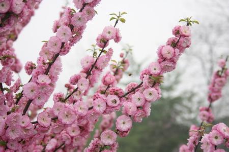 石家莊無極天氣預報_無極天氣預報一周7天10天15天石家莊無極天氣預報,無極天氣預報一周7天10天15天