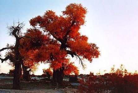 巴州輪臺(tái)天氣預(yù)報(bào)_輪臺(tái)天氣預(yù)報(bào)一周7天10天15天巴州輪臺(tái)天氣預(yù)報(bào),輪臺(tái)天氣預(yù)報(bào)一周7天10天15天