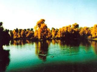 庫爾勒胡楊森林公園天氣