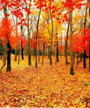 湯旺河長(zhǎng)白山紅松闊葉混交林天氣