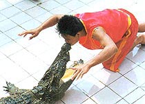 大連洋信鱷魚(yú)園天氣