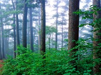 鶴崗小興安嶺林區(qū)天氣