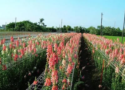 臺灣公路花園天氣