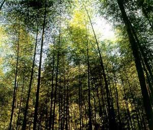 臺(tái)灣竹山天氣