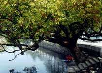 仙居橫溪鎮(zhèn)天氣