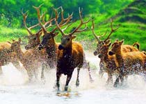 大豐麋鹿保護(hù)區(qū)天氣