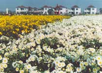 射陽洋馬十里菊香園天氣