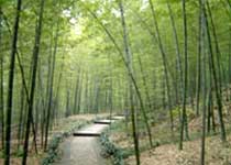 鎮(zhèn)江南山風(fēng)景區(qū)天氣