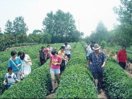 日照御青茶博園風景區天氣