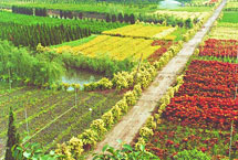南京江都現(xiàn)代花木產(chǎn)業(yè)園天氣