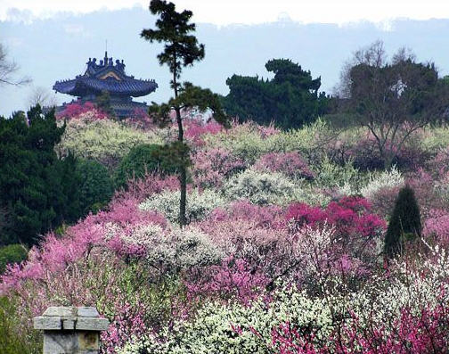 南京梅花山天氣