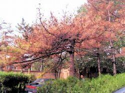 紅橋區(qū)烈士陵園天氣