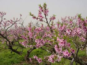 清遠桃源天氣