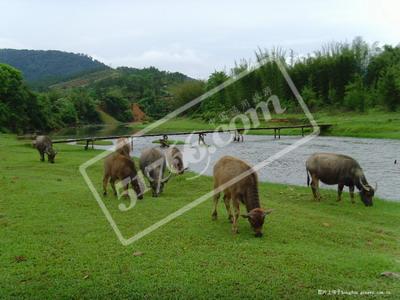 梧州大爽河生態旅游景區天氣