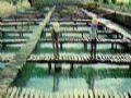 萬寧海陵珍珠養殖場天氣