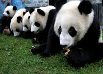 邛崍臥龍自然保護(hù)區(qū)天氣