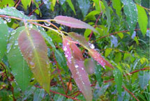 樂(lè)山五通橋花木科技園天氣