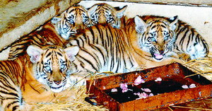 云南野生動物園天氣