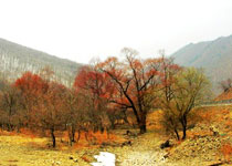 惠農(nóng)黃河紅柳園天氣