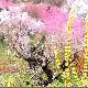 日照桃花島風(fēng)情園天氣