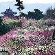 南京梅花山天氣