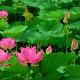 揚(yáng)州荷花池公園天氣