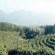 合肥天方茶業(yè)天氣