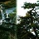 陽(yáng)泉龍鳳松天氣