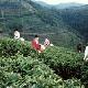 興寧黃蜂窩茶山旅游區(qū)天氣